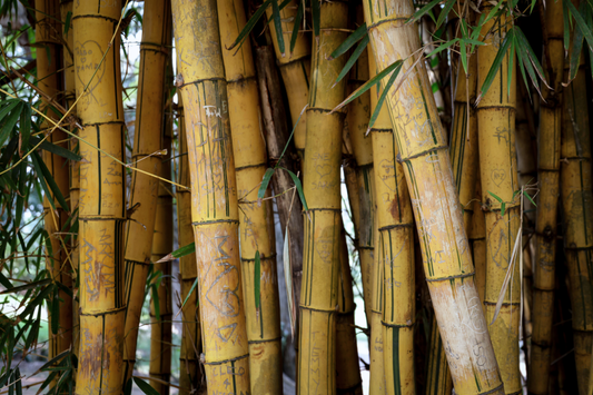 Why Bamboo?